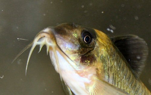 Corydoras crypticus  = close up of barbels and head