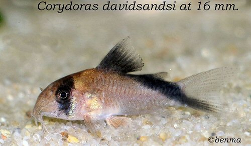 Corydoras davidsandsi  = 16mm