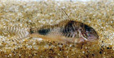 Corydoras ellisae