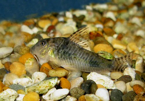 Corydoras ellisae