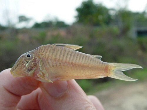 Corydoras geoffroy = Crique Serpent — at Suriname and French Guiana 