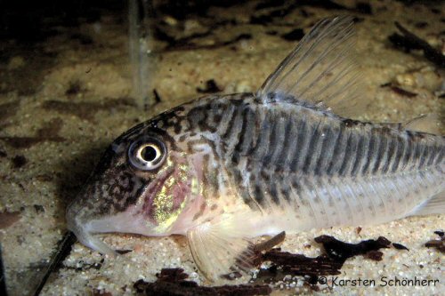 Corydoras geoffroy = Head view - from Marchall Creek (type locality)