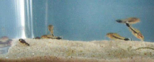 Corydoras guapore  = young at 7-8 weeks old