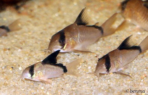 Corydoras metae  = with youngster