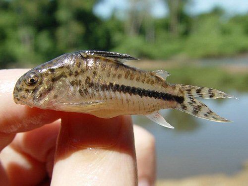 Corydoras sipaliwini = Kabalebo River — at Suriname and French Guiana. 