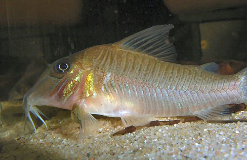 Corydoras spilurus = Adult male - from Approuague, French Guinea