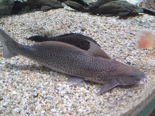 Calophysus macropterus = Image taken at the Oceanarium, Bournemouth, England, U.K.