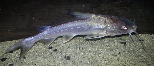 Cephalocassis jatius 