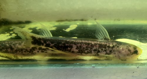 Cetopsis sandrae