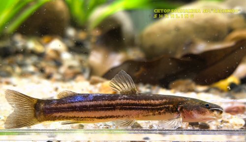 Cetopsorhamdia sp. "Brazil"