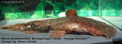 Chaca bankanensis = Archipelagic form - young female 