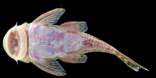 Chaetostoma breve = Ventral view - Specimen from the Aguarico River drainage in northern Ecuador