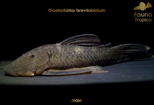 Chaetostoma brevilabiatum = male