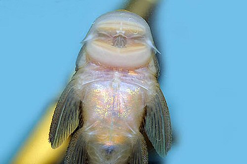 Chaetostoma milesi = underside of mouth