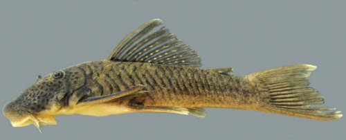 Chaetostoma orientale = Live colouration from the Seiko River ANSP 199686, paratype