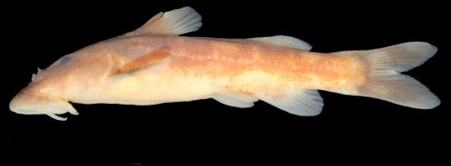 Chiloglanis brevispina = Holotype-female