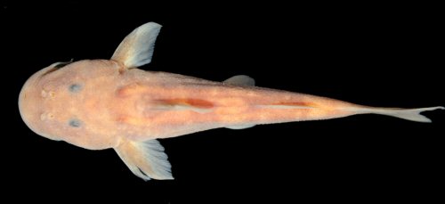 Chiloglanis brevispina = Holotype-female-dorsal view