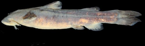Chiloglanis imberbis = Holotype-female