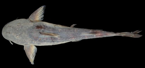 Chiloglanis imberbis = Holotype-female-dorsal view