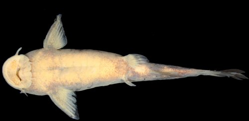 Chiloglanis imberbis = Holotype-female-ventral view