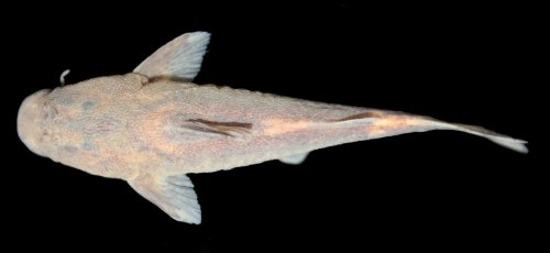 Chiloglanis lapidis = Holotype-female-dorsal view