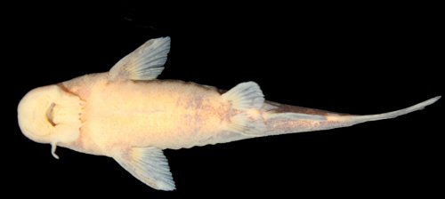 Chiloglanis lapidis = Holotype-female-ventral view