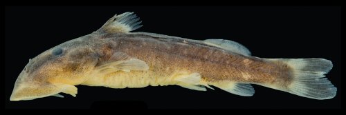 Chiloglanis mongoensis = Male, holotype, Equatorial Guinea, Centro Sur, Rio Mongo near Mosumu, 1.72809° N, 10.088° W
