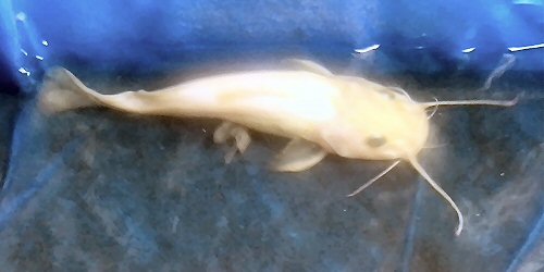 Chrysichthys cranchii  = albino form