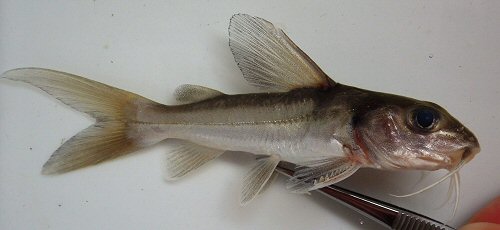 Chrysichthys nigrodigitatus = Caught in the Ivory Coast.