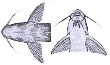 Synodontis congicus