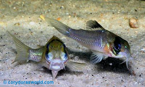 Corydoras sp. (C139)  = Pair spawning-female to front with eggs in ventral fins