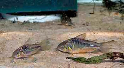 Corydoras sp. (C089) = Pair - male to front
