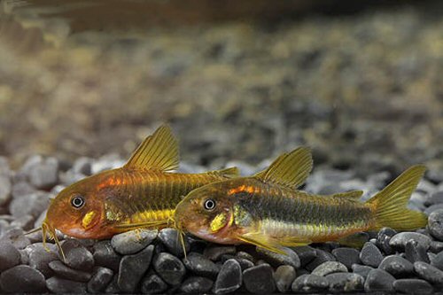 Corydoras sp. (CW010) = pair male to front