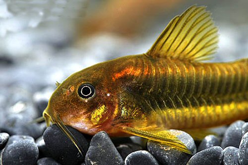 Corydoras sp. (CW010) - head view