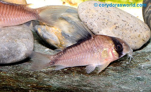 Corydoras sp. (CW071) = male