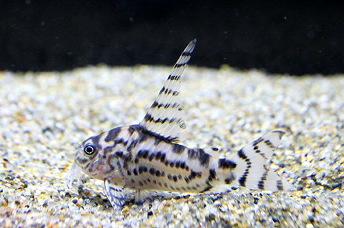 Corydoras sp. (CW111) = adult male