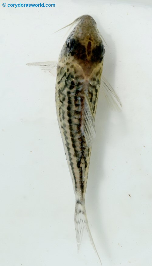 Corydoras sp. (CW134) = adult male dorsal view