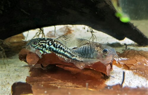 Corydoras sp. (CW144) = pair-male to front