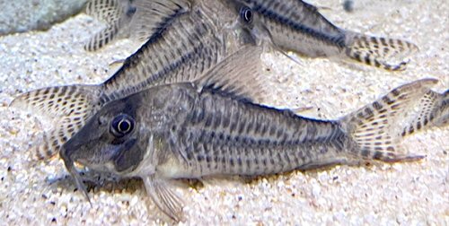Corydoras sp. (CW224) = male