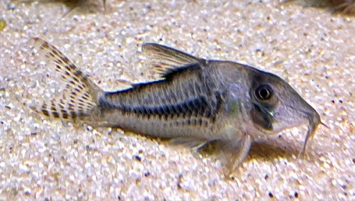 Corydoras sp. (CW224) = female