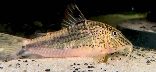 Corydoras sp. (CW226)
