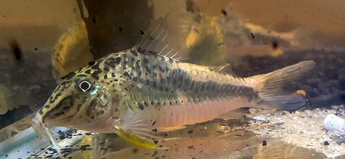 Corydoras sp. (CW226)