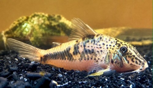 Corydoras sp. (CW226)