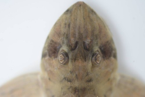 Dasyloricaria filamentosa = dorsal view  - head