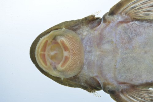 Dekeyseria amazonica = mouth view