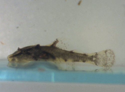Hisonotus aky = Three day old fry