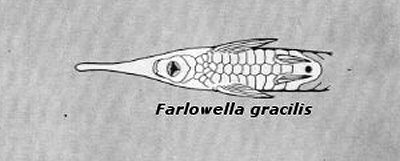 Farlowella gracilis  - ventral view