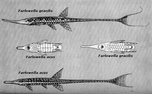 Farlowella acus and gracilis
