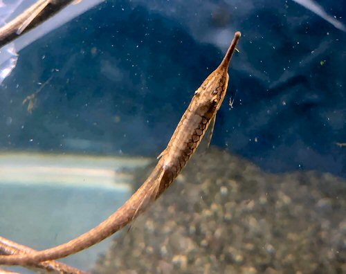 Farlowella mariaelenae = dorsal view