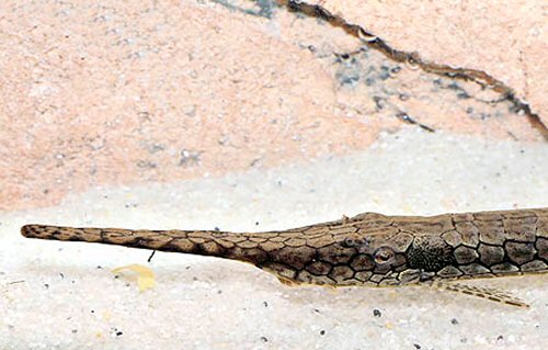 Farlowella platorynchus = Dorsal view of head